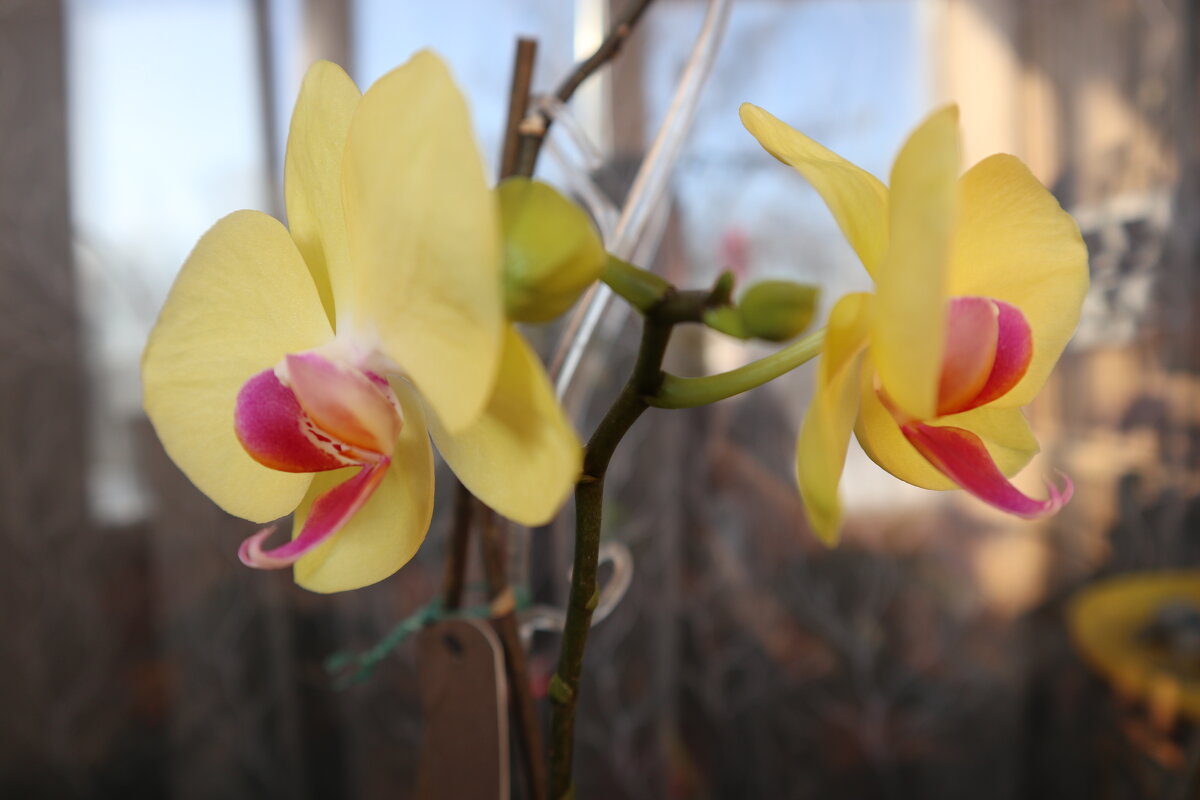 Моя коллекция орхидей - Irene Irene