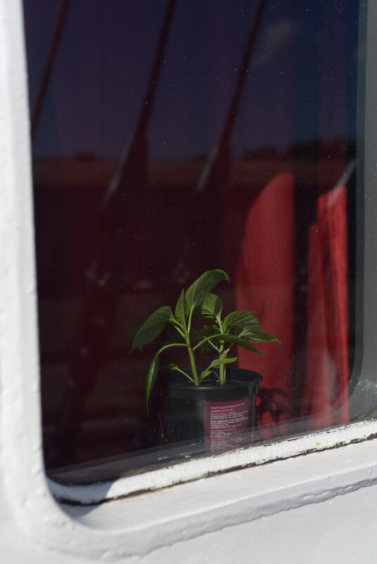 "Мир". Цветок. - Константин Белоногов