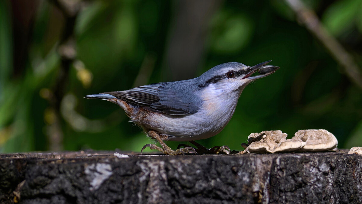 Частый гость - Николай Соколухин Частый гость - Николай Соколухин
