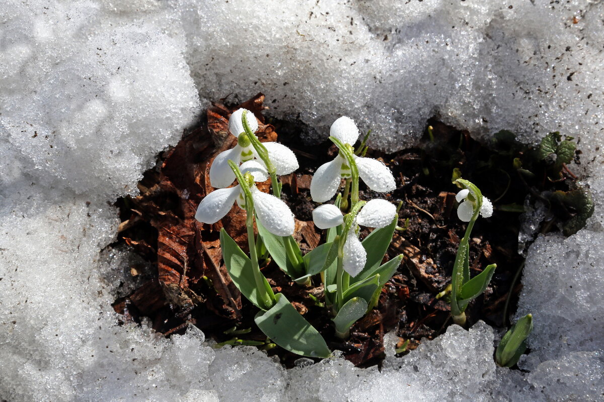 галантусы - Михаил Бибичков