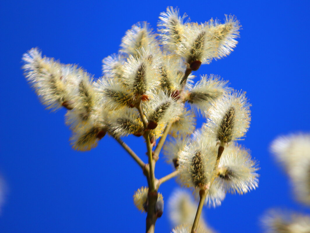 Ранняя пасха - ранняя верба - Александр Чеботарь