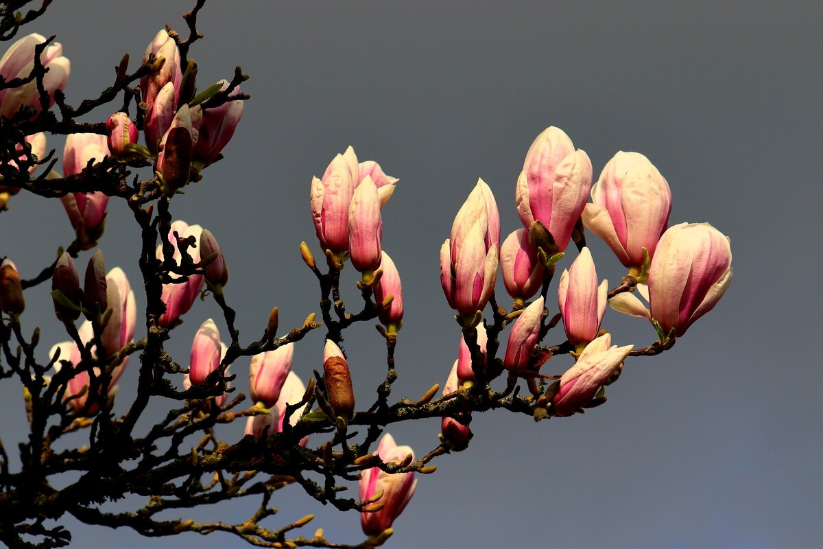 Цветение - Юрий. Шмаков