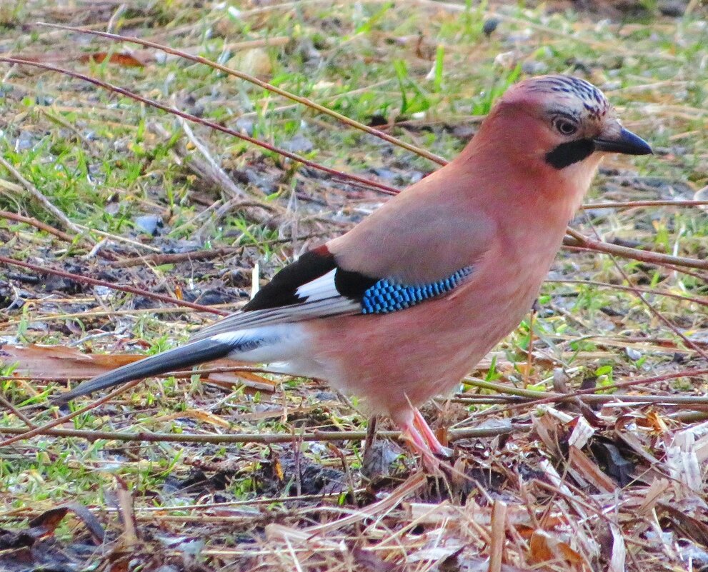 Красотка - Андрей Снегерёв
