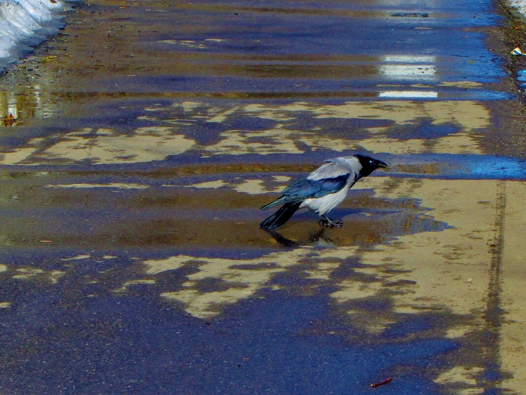 ...почти ручная ворона.. - galalog galalog