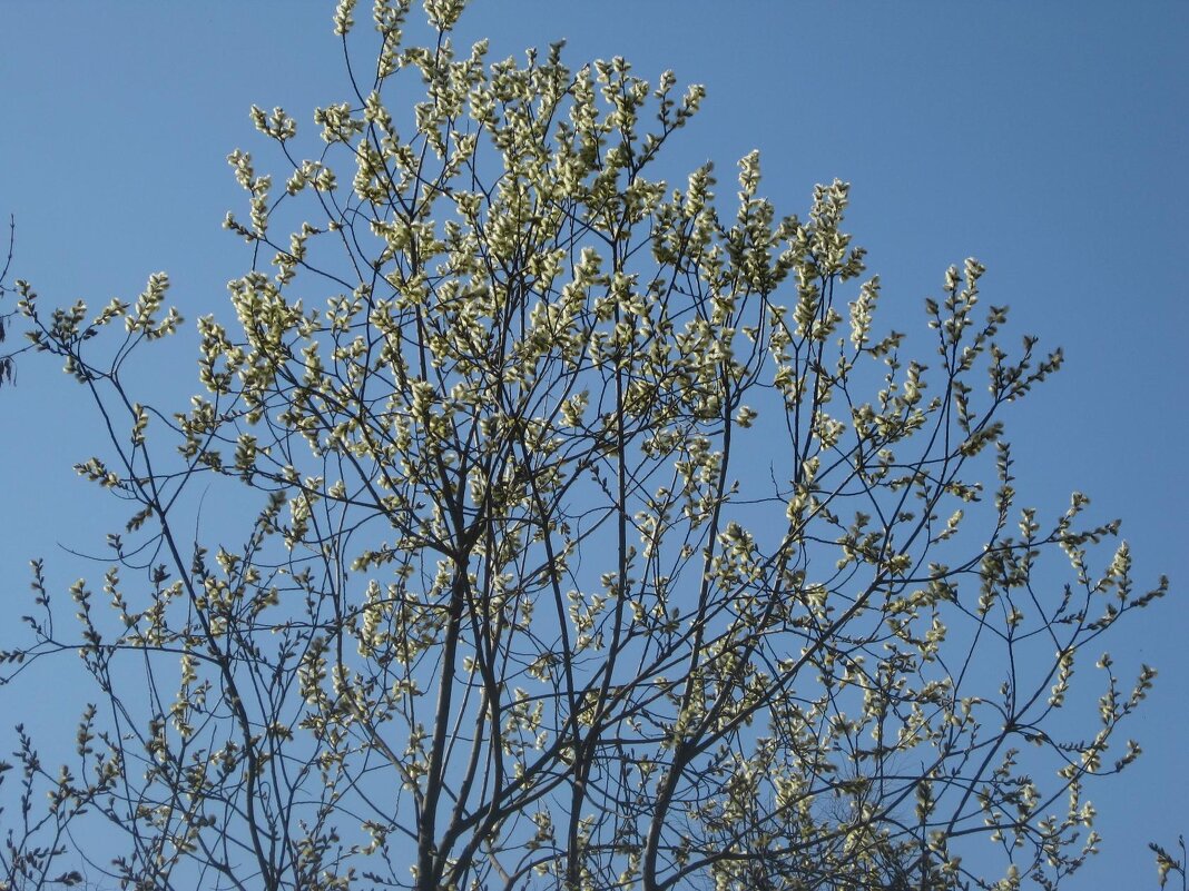 Весна пришла! - Дмитрий Никитин