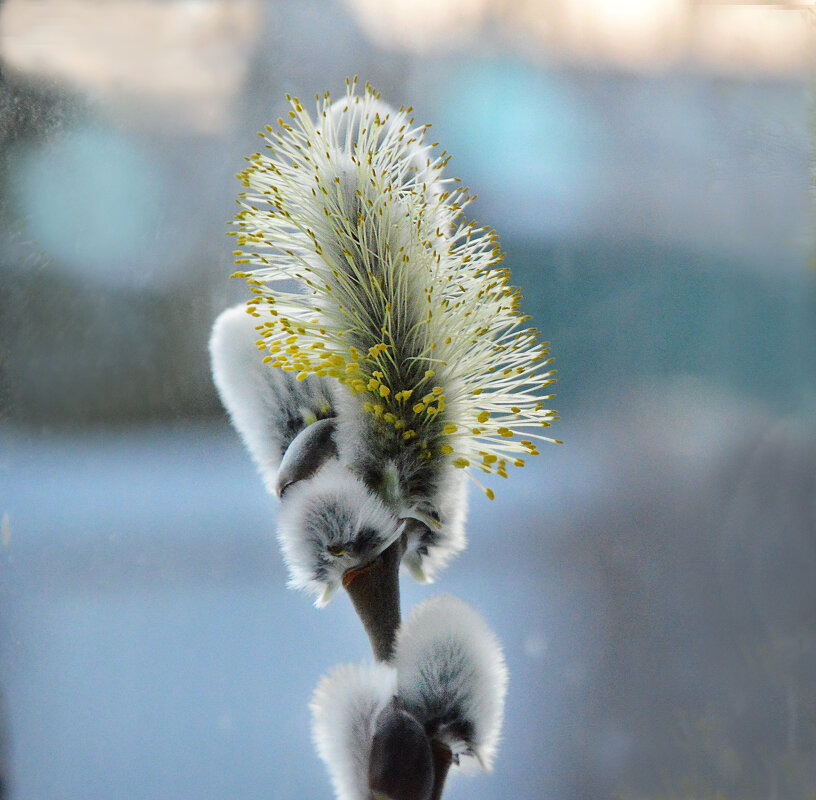 Пушистая верба солнцем согрета... - Надежда Куркина Пушистая верба солнцем согрета... - Надежда Куркина