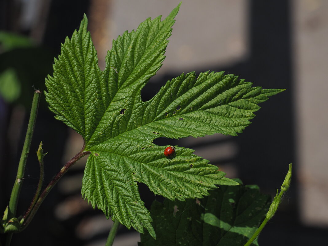 солнышко) - Всеволод солнышко) - Всеволод