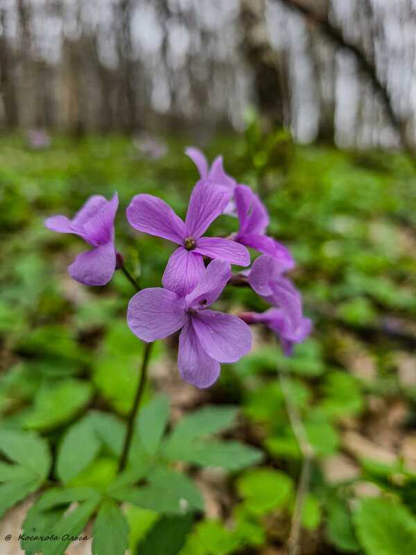 весна пришла - Ольга Косачова
