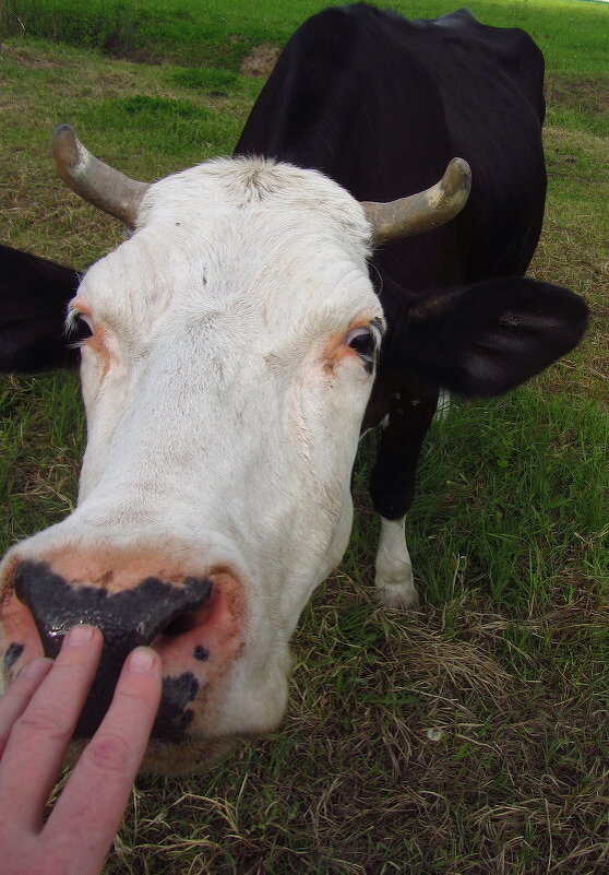 Улыбайтесь, друзья! С 1-м апреля! - Андрей Лукьянов