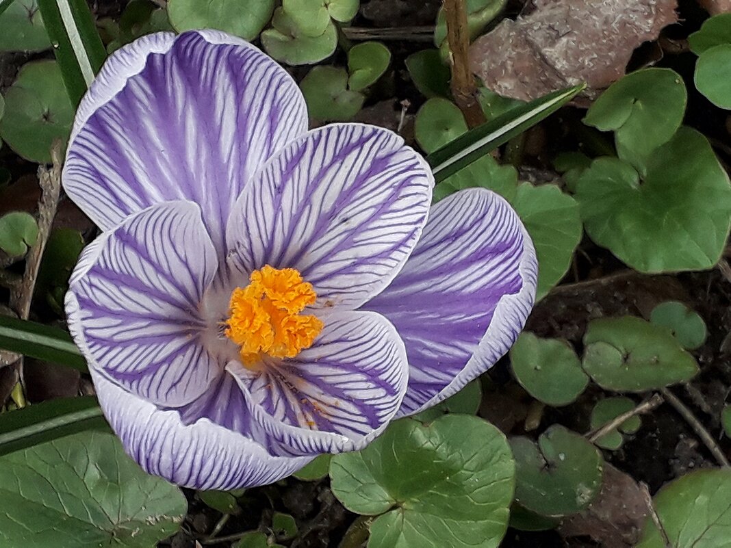 Крокус крупноцветковый Страйпт Бёрд - Лидия Бусурина