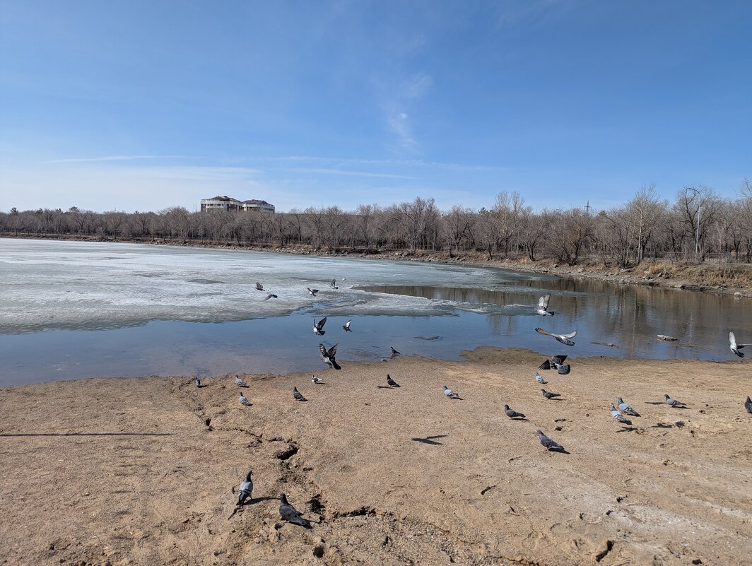 Птичий пляж. - Андрей Хлопонин Птичий пляж. - Андрей Хлопонин