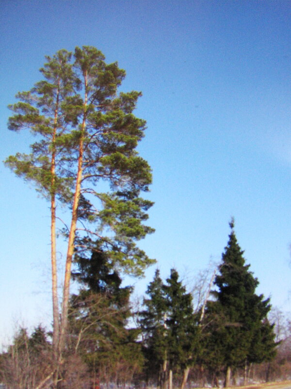 Весна - Людмила Смородинская