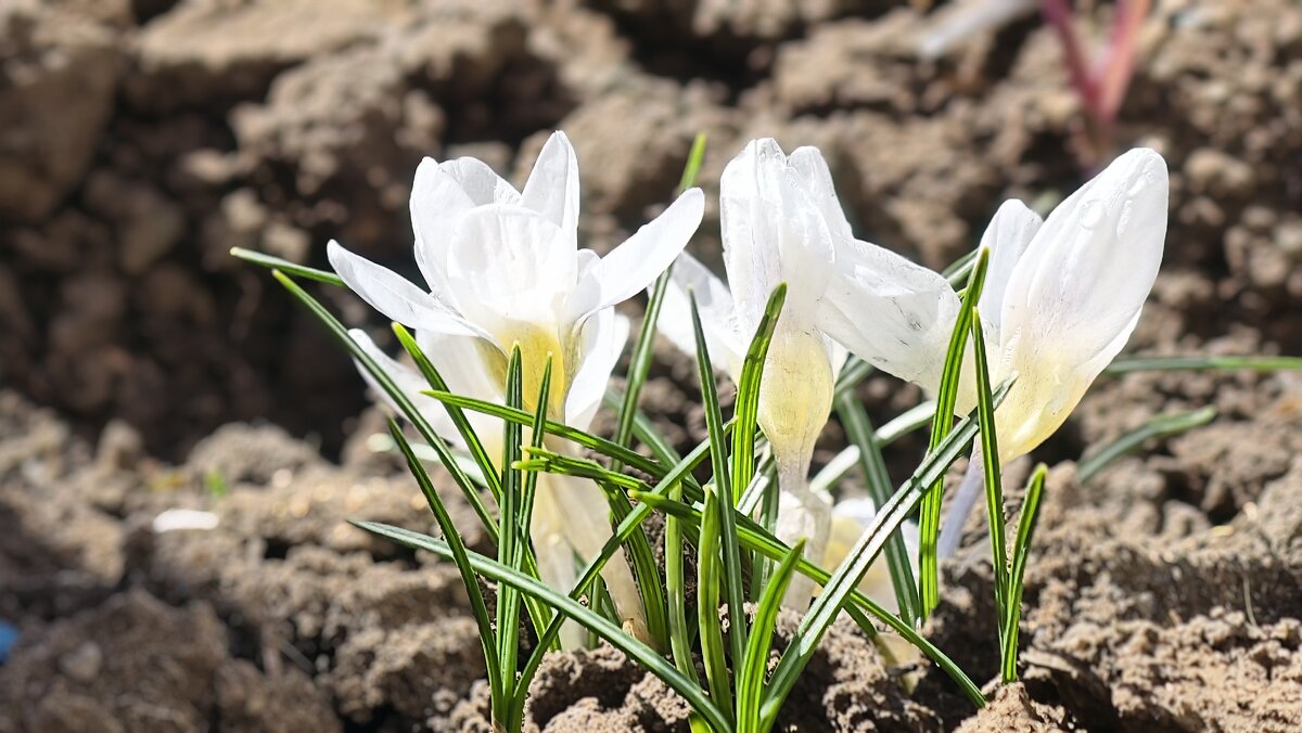 Белые крокусы - Мариша Тим Белые крокусы - Мариша Тим