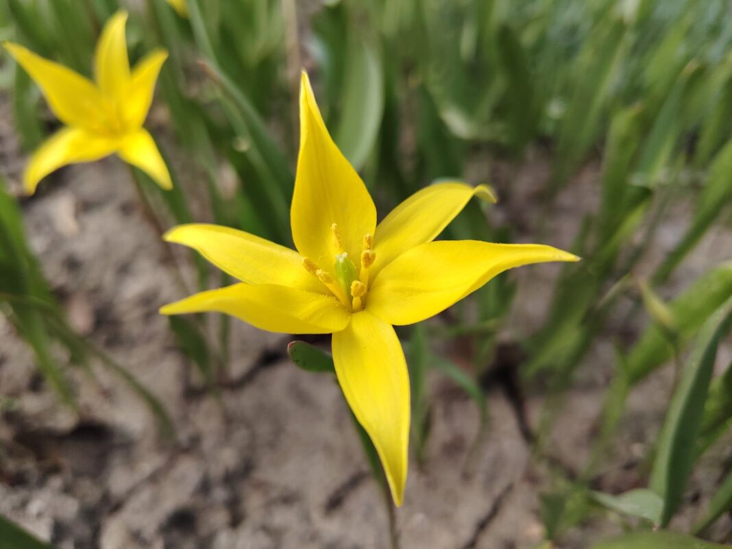 Лесной тюльпан - Наталья (ShadeNataly) Мельник
