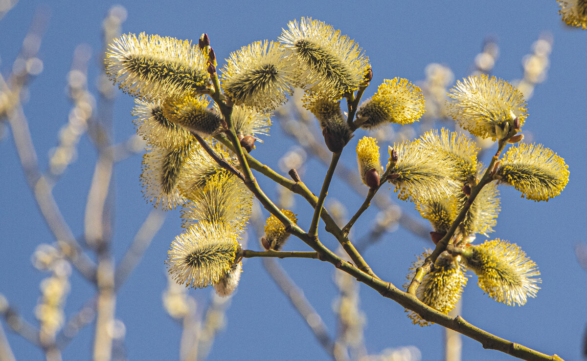 Яркая примета весны. - Петр Беляков