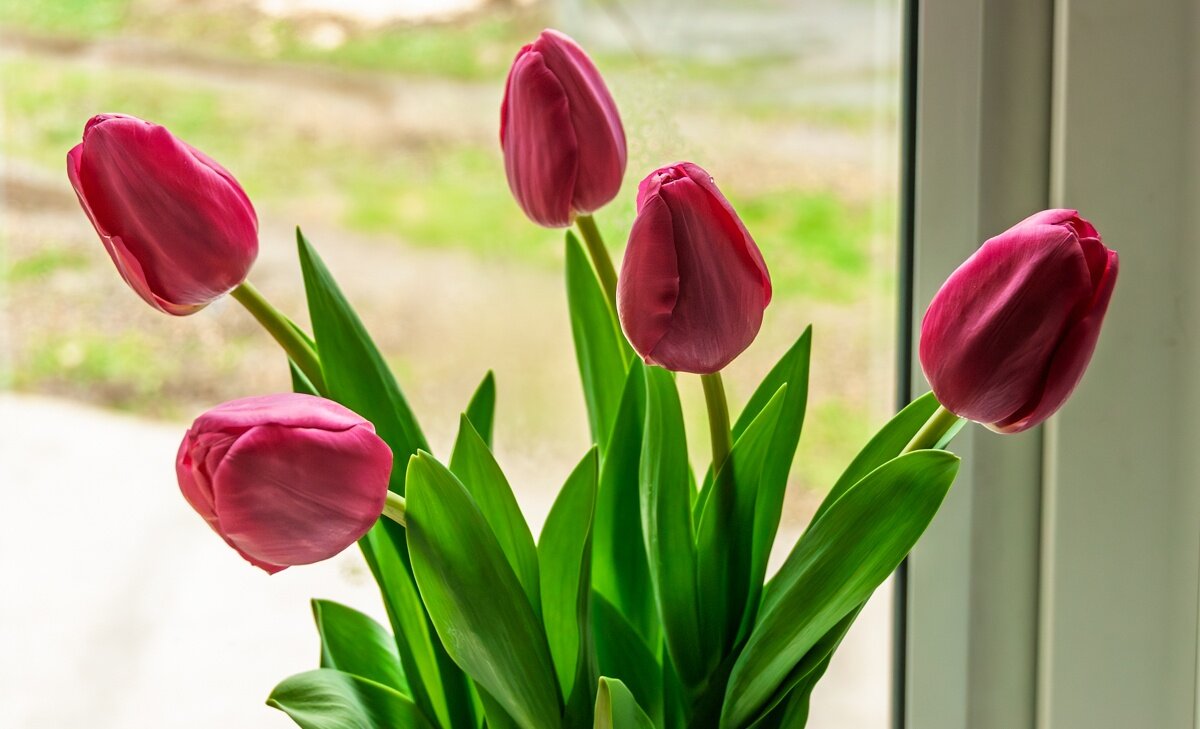 Тюльпаны - Игорь Сикорский