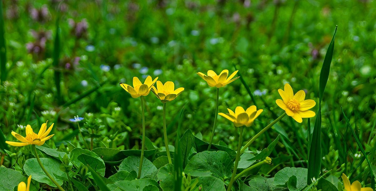 Чистяк весенний - Игорь Сикорский
