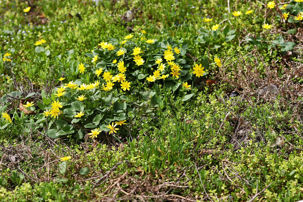 Жёлтенькие - Юрий Гайворонскiий