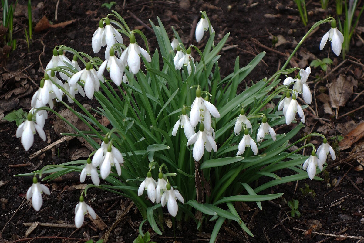 Подснежники - Рита Симонова