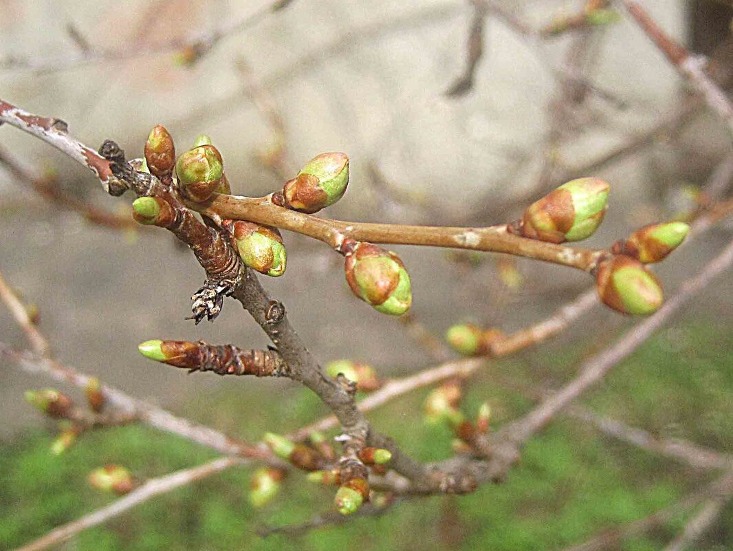 Весеннее - Елена Семигина