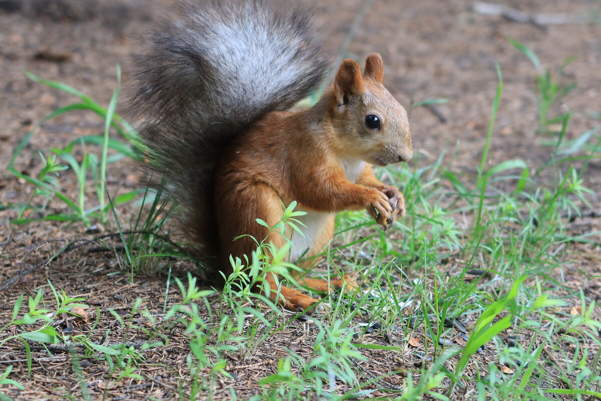 На поляне - Галина Козлова 