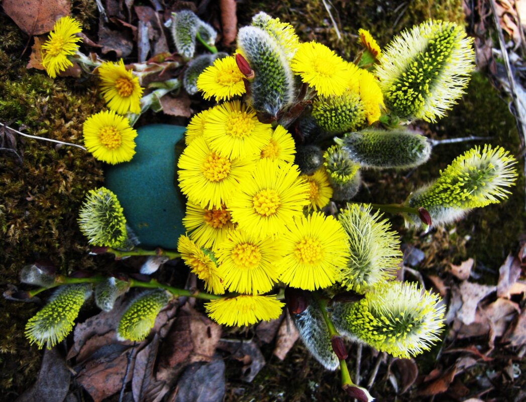 Апрельские радости.. - Aida10 