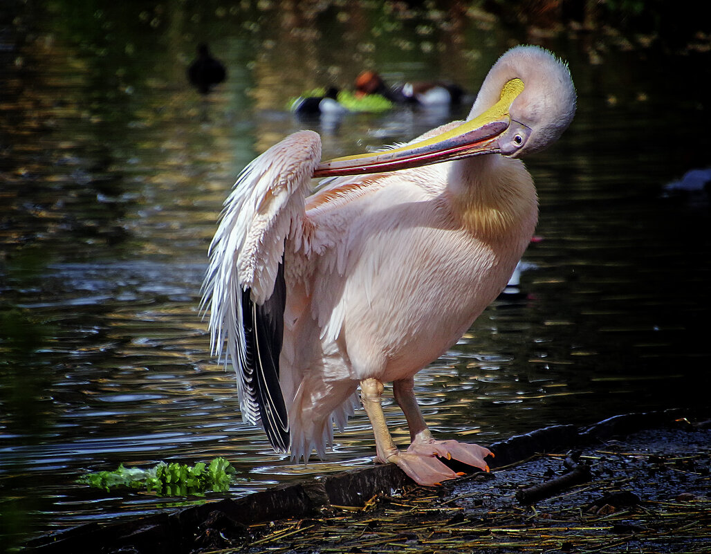 Хочу быть красивым - Андроник Александр 