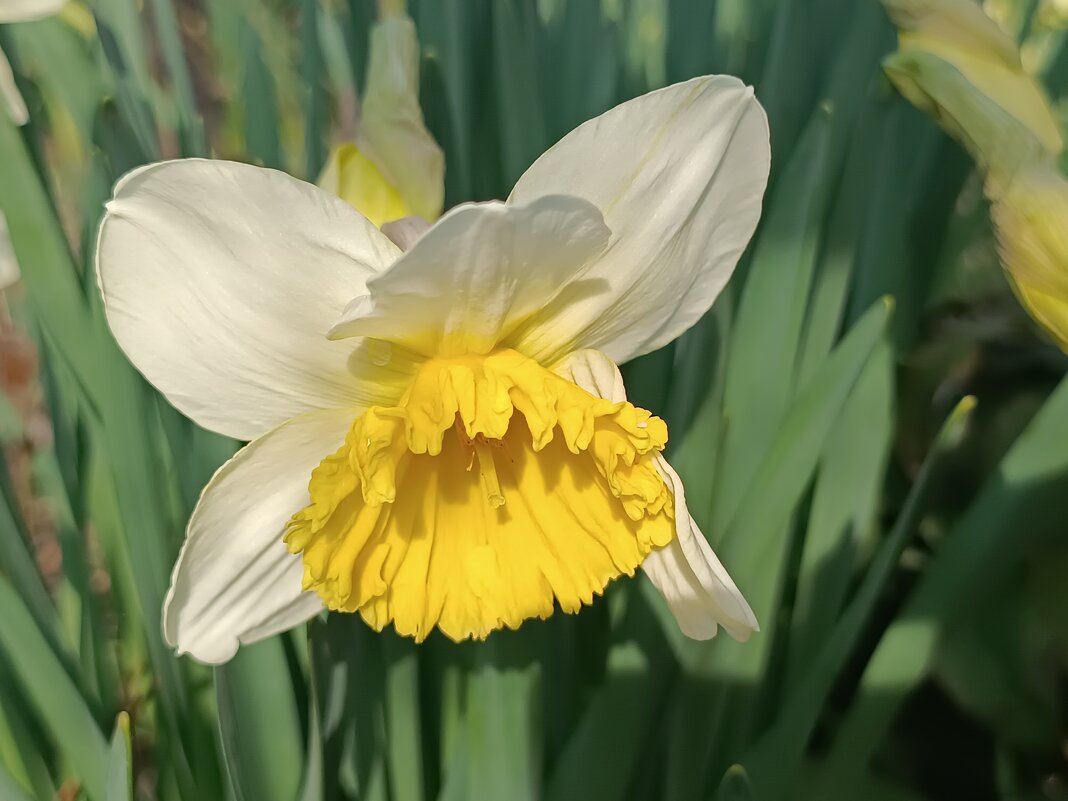 Весна - Слава Коломойцев