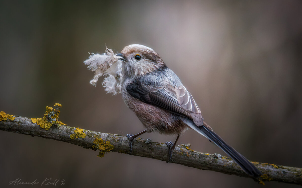 Для уюта и тепла - Александр К.