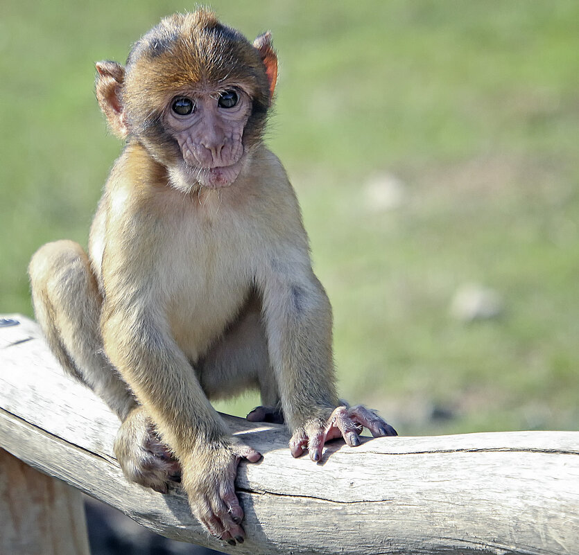 ***** - Андроник Александр 