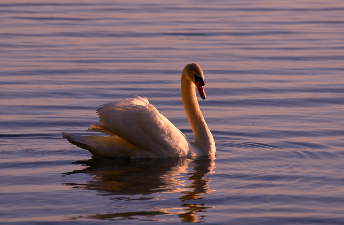 Лебедь. - Константин Белоногов