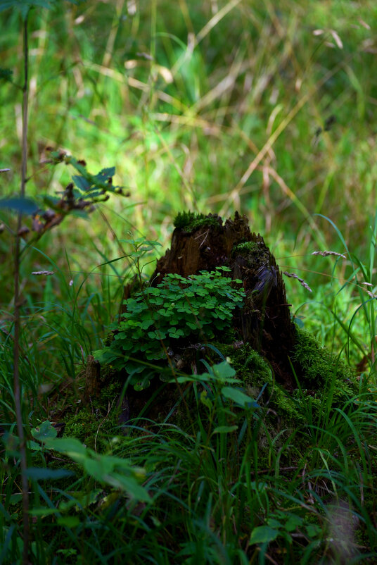 В лесу. - Константин Белоногов