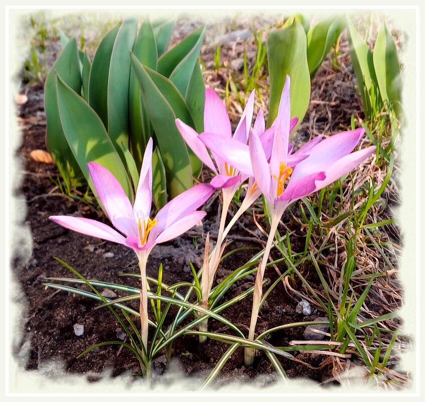 с 1 апреля ! - Лия ☼