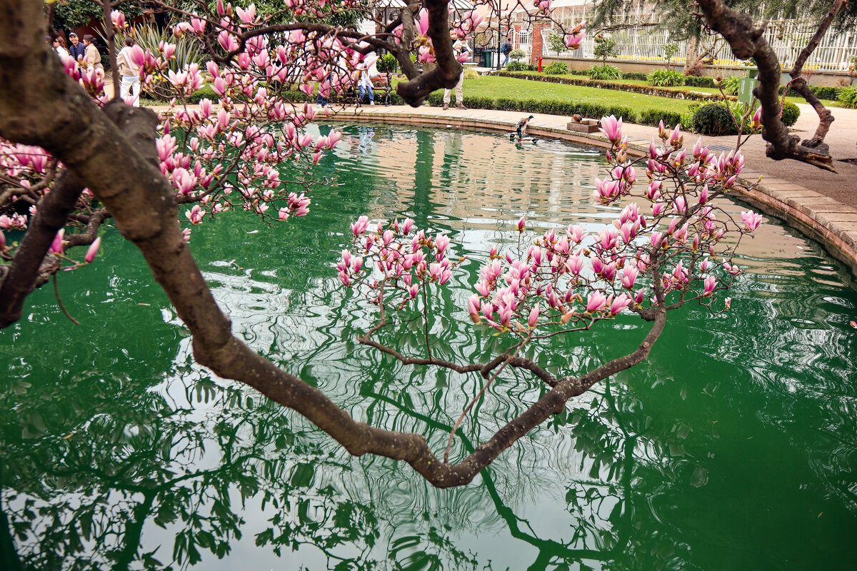 Магнолия - skijumper Иванов