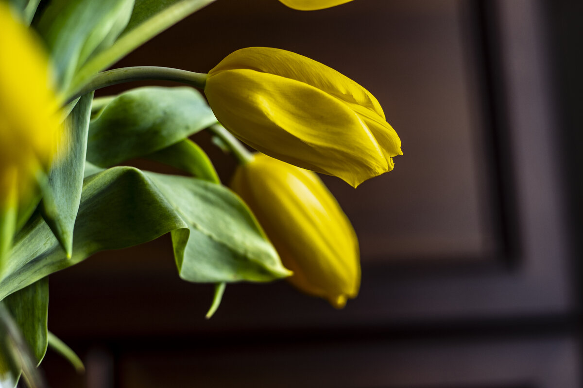 Тюльпаны. - Николай 