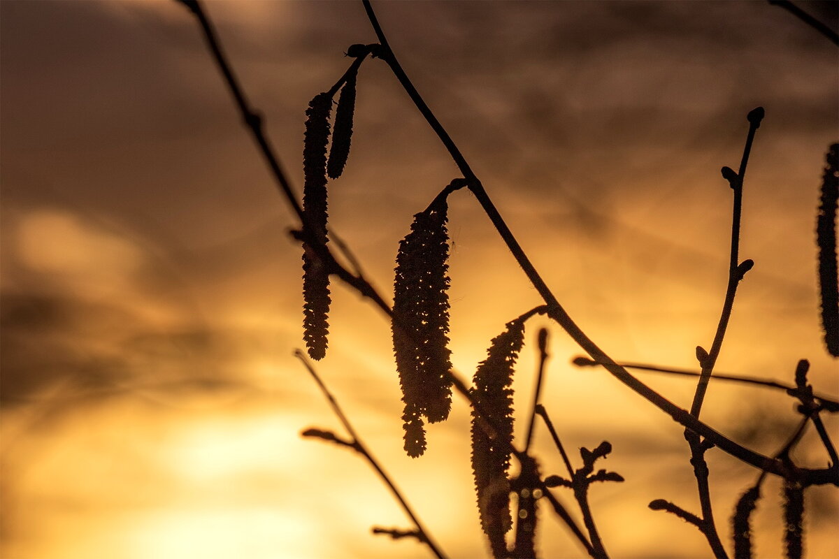 *** - Анатолий. Chesnavik.