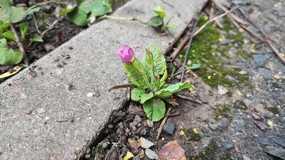 ,,, - Сергей Тимоновский