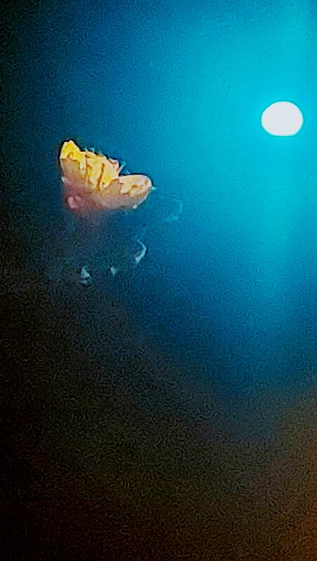 14  КЛОС (77) - СТРЕН 