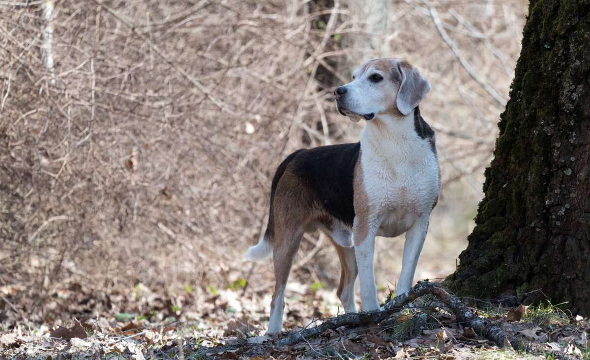 *** - Владимир Безбородов