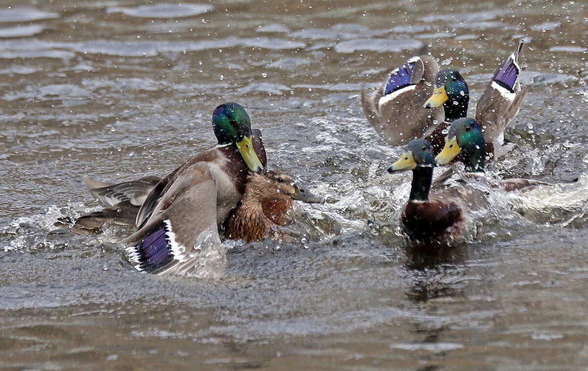 1 апреля - Михаил Бибичков