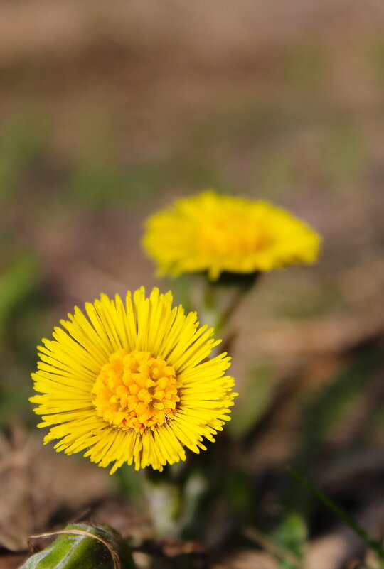 Маленькие солнышки - Ирина Лесиканич