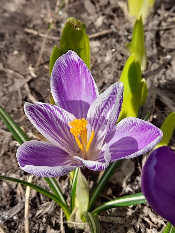 Шафран - Ирина Лесиканич