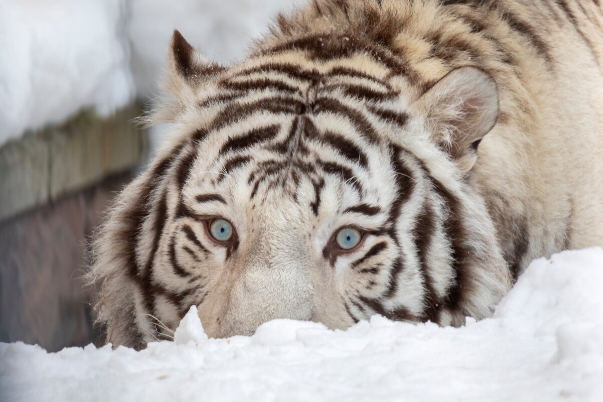 Кови. - Елена Черненко