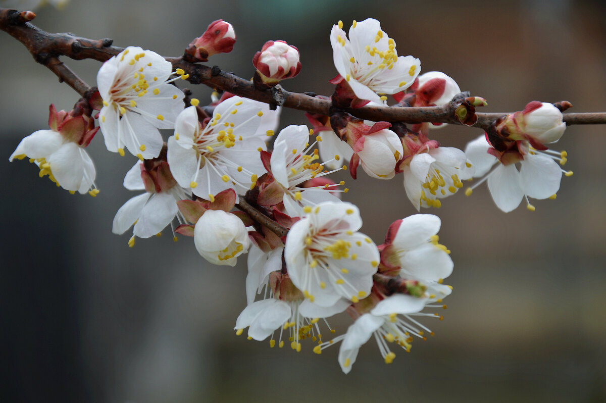Цветут абрикосы, дурманят собою... - Надежда Куркина 