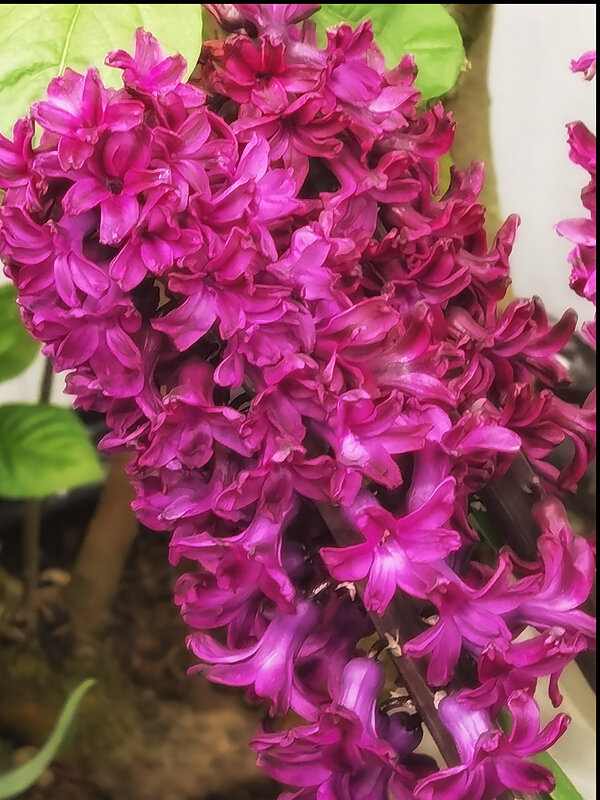 Яркий гиацинт. - Лилия * Яркий гиацинт. - Лилия *