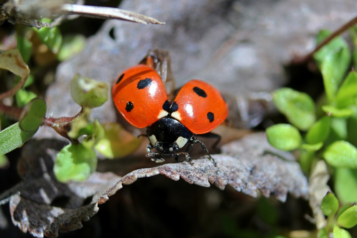 К полету готова! - Tina Kott