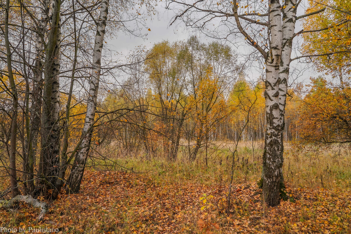 Палитра октября... - Владимир Жданов