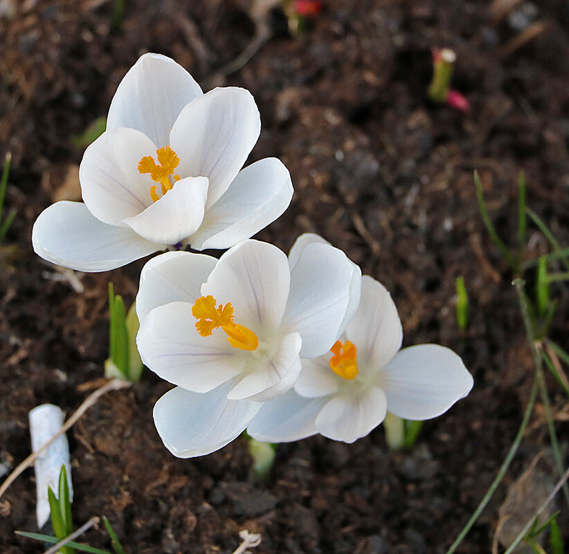 Весна идёт! - Светлана 