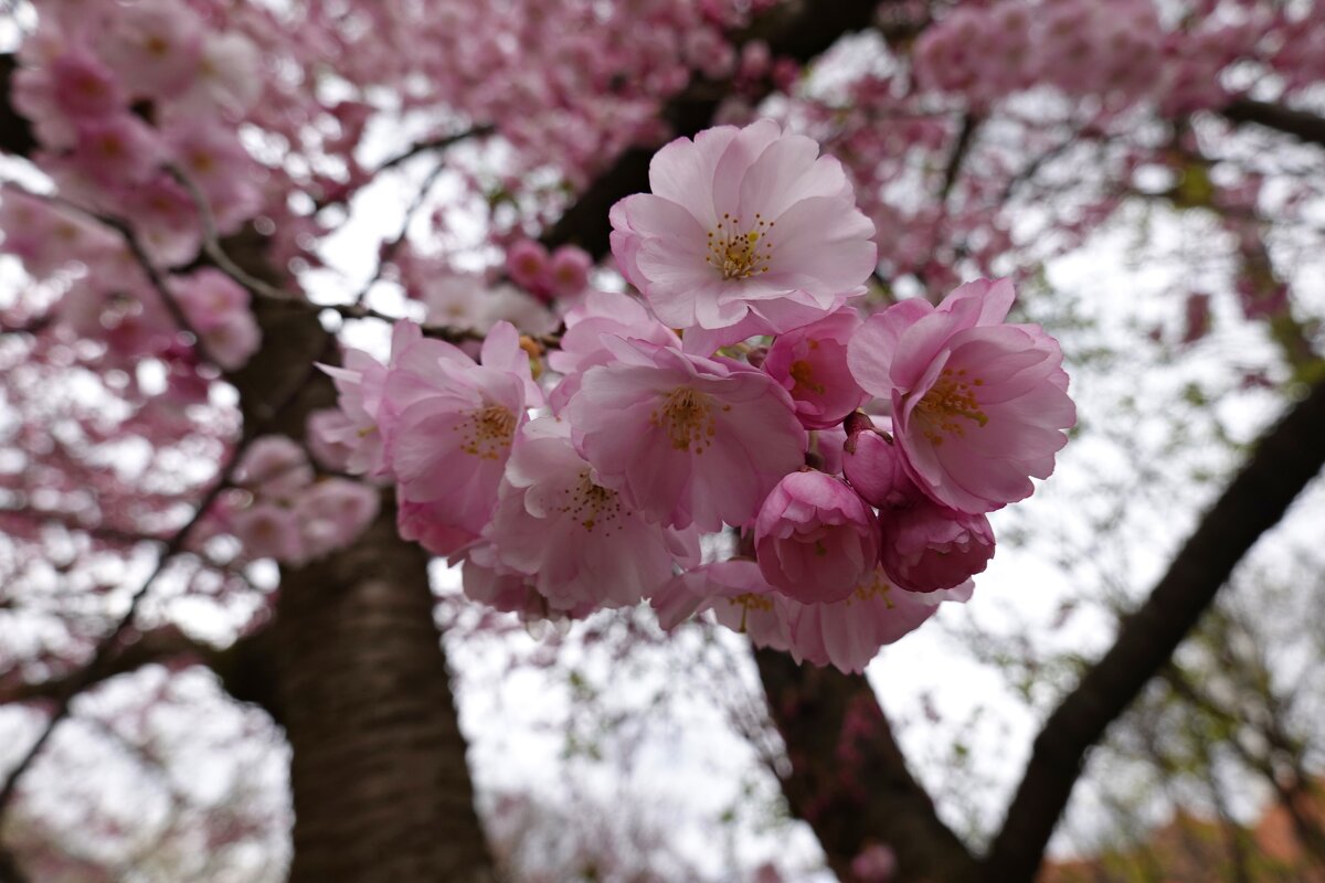 Расцвела сакура... - Галина 