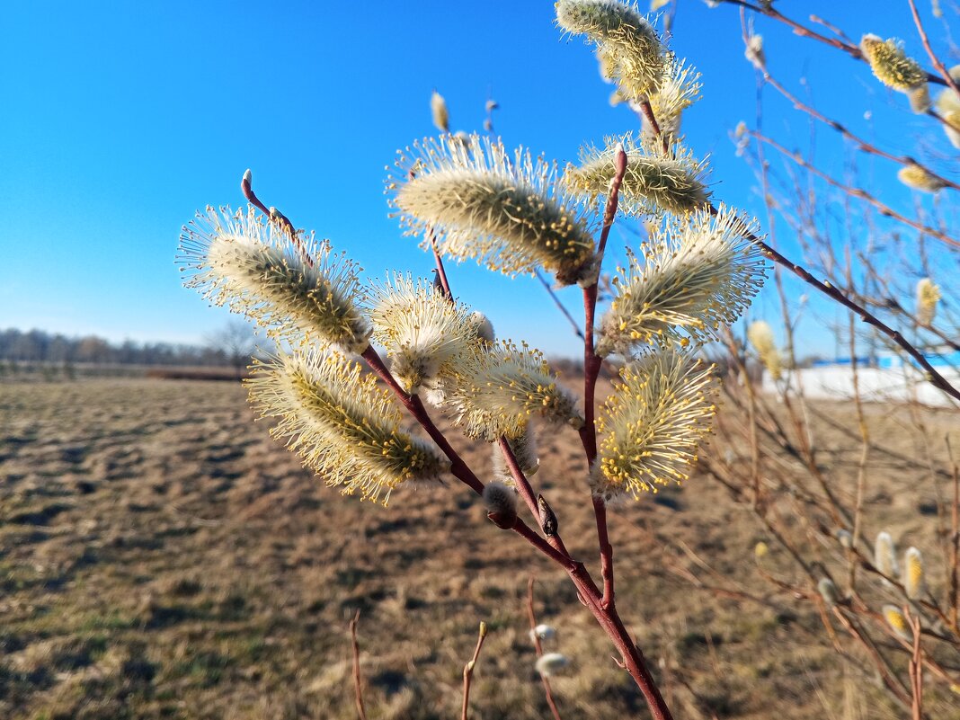 Ива - Сапсан 